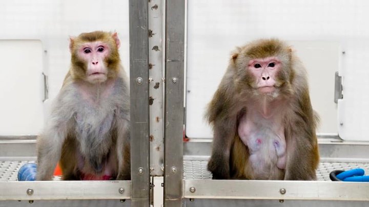 图片[5]-马斯克公司回应残忍虐猴，动物实验有完没完？-恩威信息网