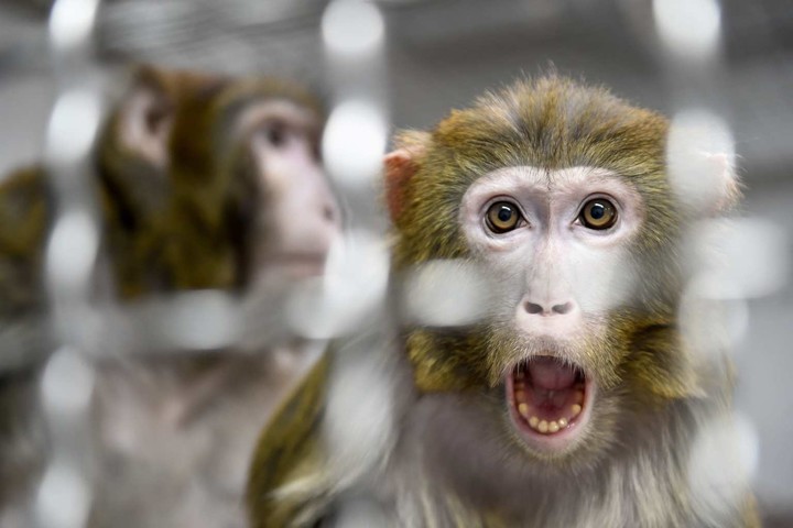 图片[9]-马斯克公司回应残忍虐猴，动物实验有完没完？-恩威信息网