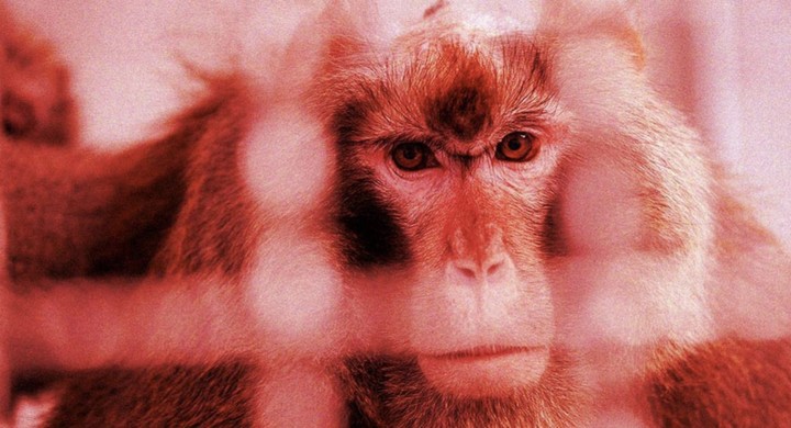 图片[1]-马斯克公司回应残忍虐猴，动物实验有完没完？-恩威信息网