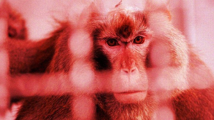 图片[3]-马斯克公司回应残忍虐猴，动物实验有完没完？-恩威信息网