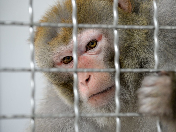 图片[7]-马斯克公司回应残忍虐猴，动物实验有完没完？-恩威信息网