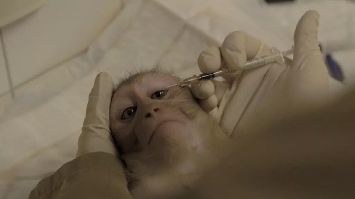 图片[11]-马斯克公司回应残忍虐猴，动物实验有完没完？-恩威信息网
