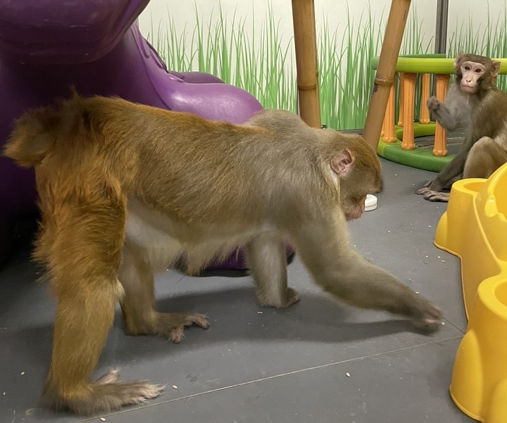 图片[6]-马斯克公司回应残忍虐猴，动物实验有完没完？-恩威信息网
