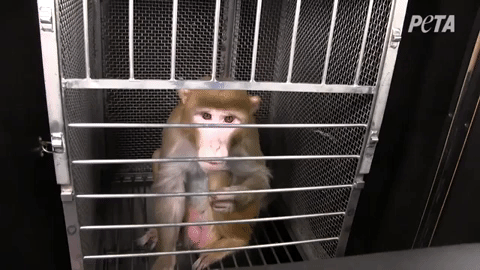 图片[19]-马斯克公司回应残忍虐猴，动物实验有完没完？-恩威信息网